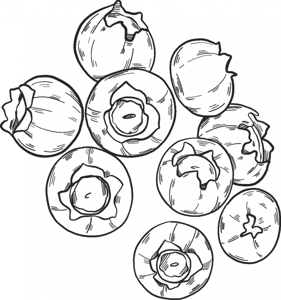 Blueberries coloring page image
