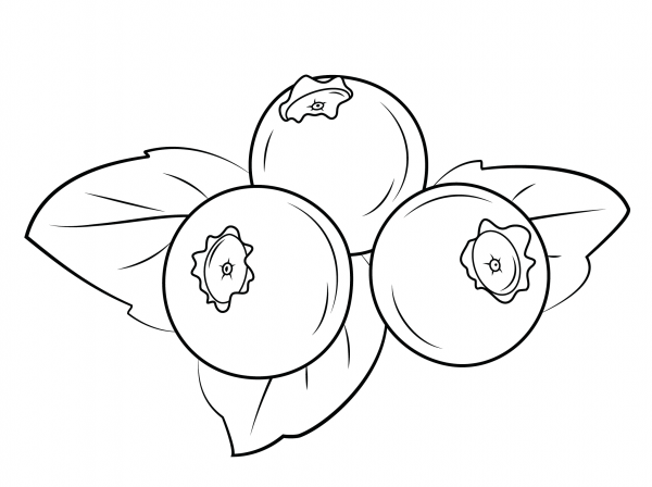 Blueberries coloring page image