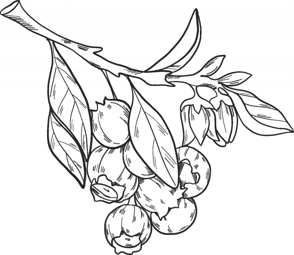 Blueberries on a branch coloring page image