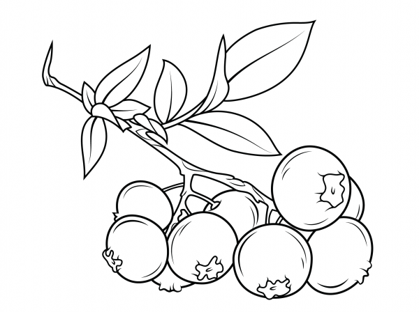 Blueberry Branch coloring page image