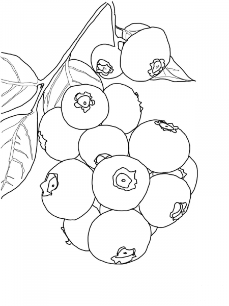 Blueberry Bush coloring page image