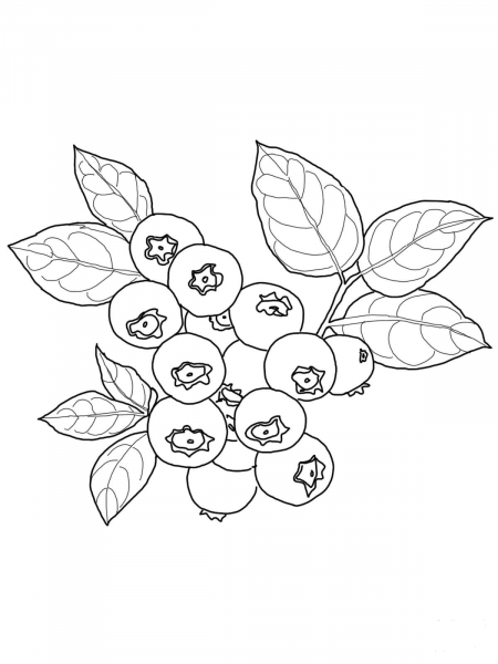 Blueberry coloring page image