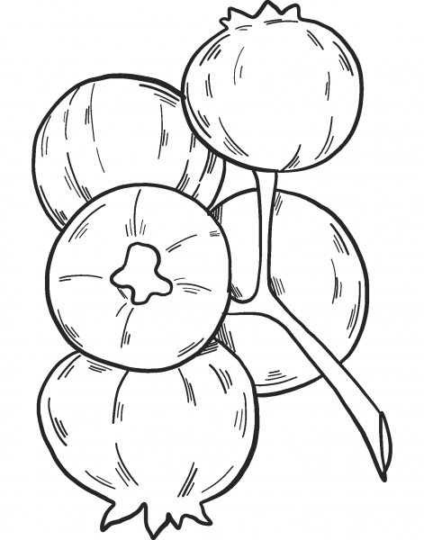 Blueberry coloring page image