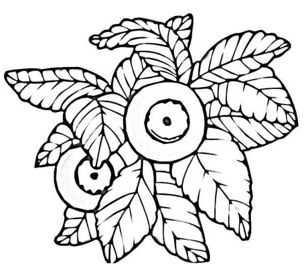 Blueberry  coloring page image