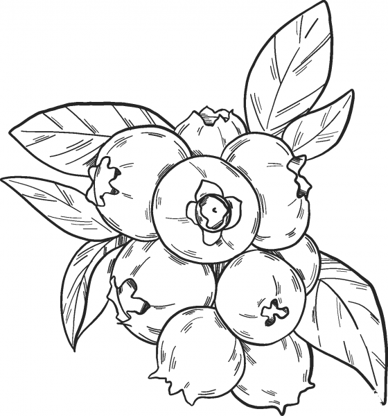 Blueberry coloring page image