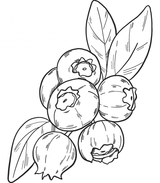 Blueberry coloring page image