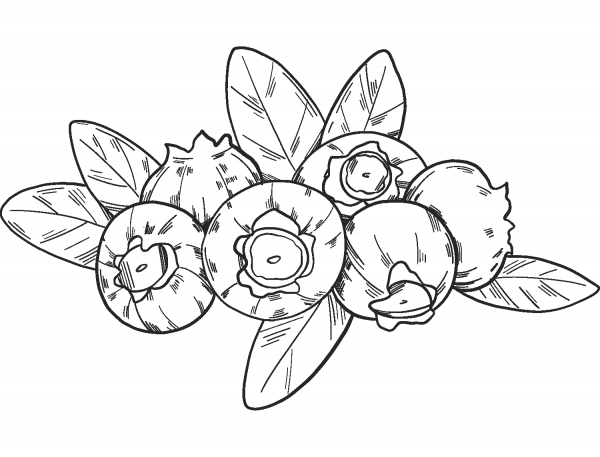 Blueberry coloring page image