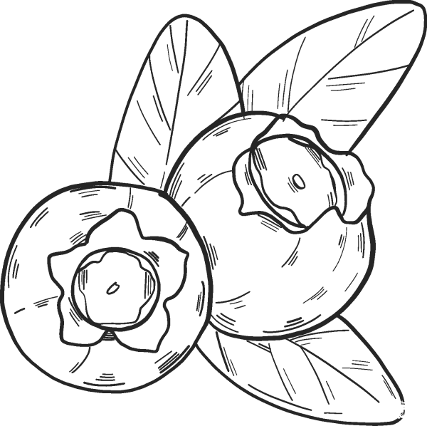 Blueberry coloring page image