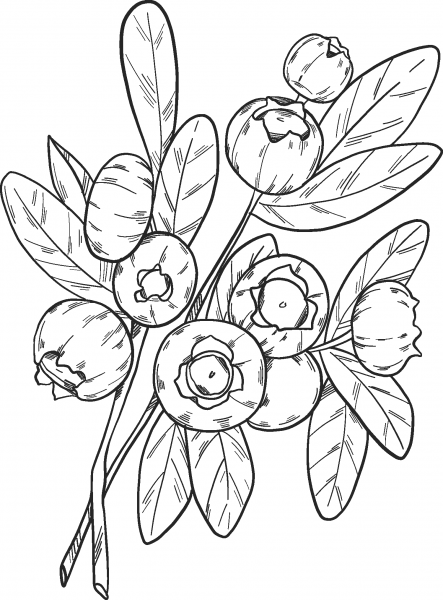 Blueberry coloring page image