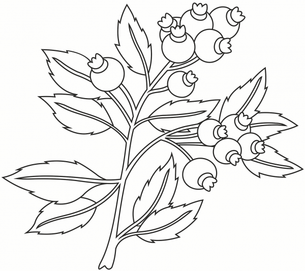 Blueberry coloring page image