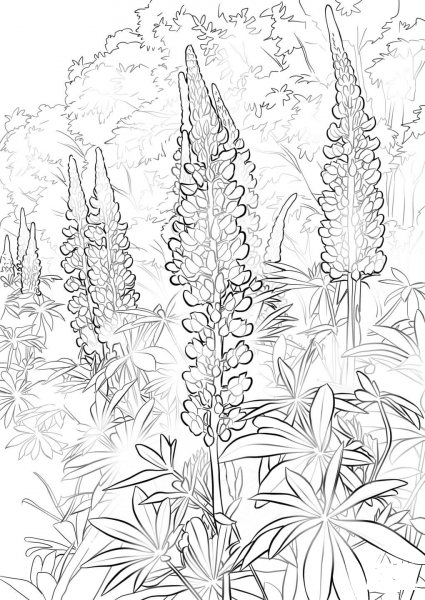 Bluebonnet Flower coloring page image