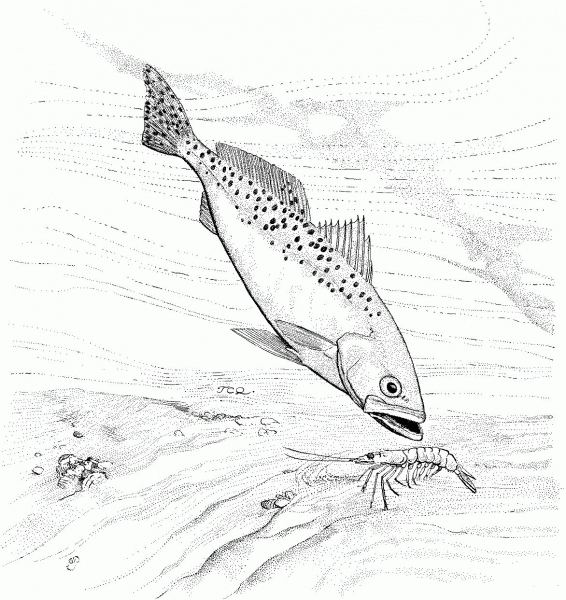 Bluefish and Shrimp coloring page image