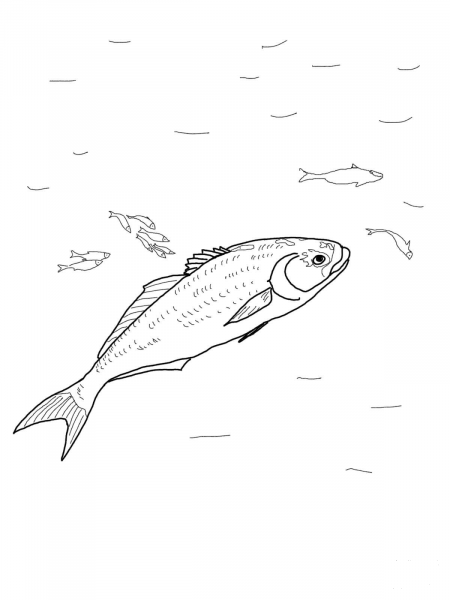 Bluefish coloring page image
