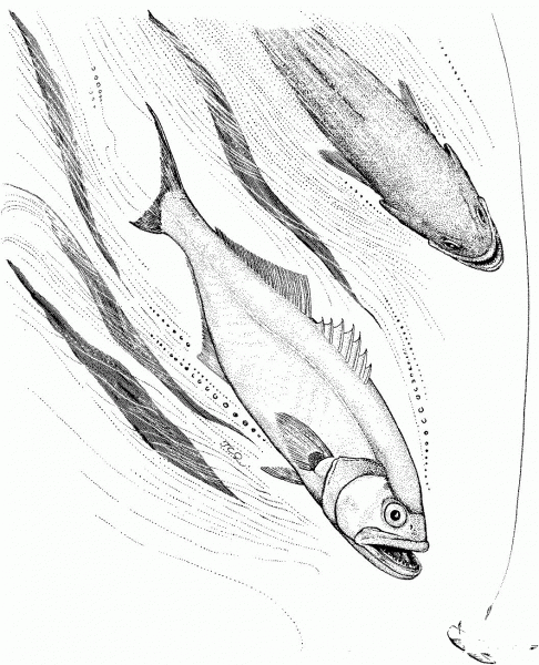 Bluefish Fishing coloring page image