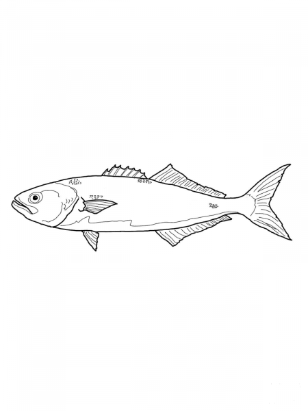 Bluefish or Tailor coloring page image