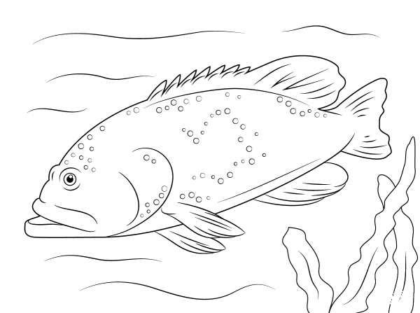 Bluespotted Grouper coloring page image
