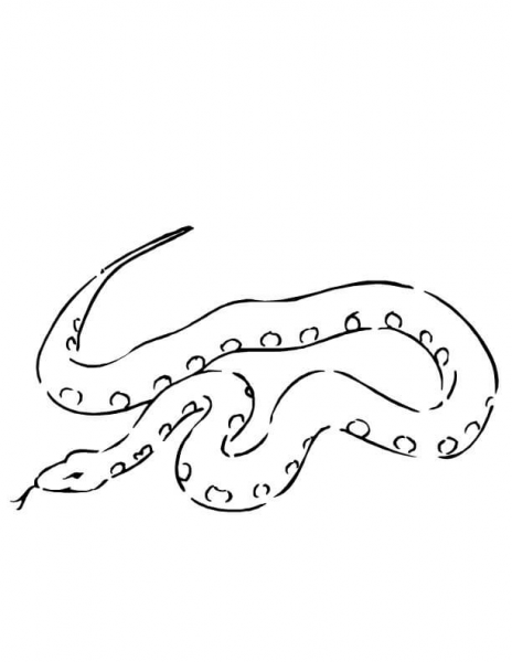 Boa Constrictor Snake coloring page image