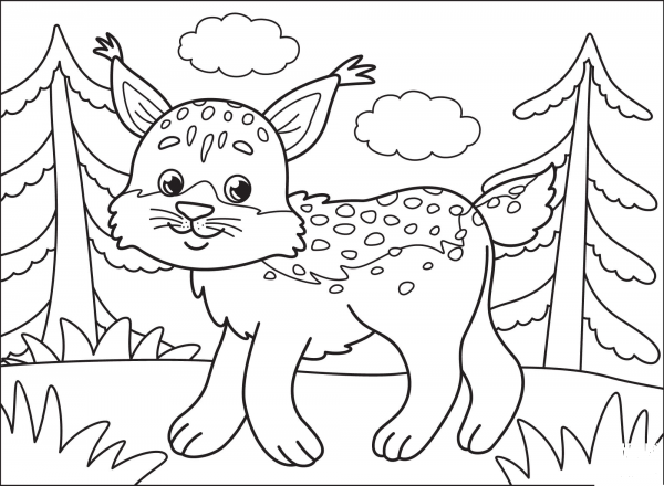 Bobcat coloring page image