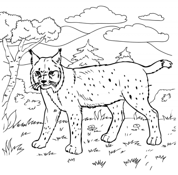 Bobcat in the Forest coloring page image