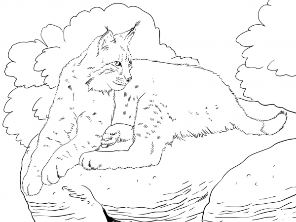 Bobcat Laying Down coloring page image