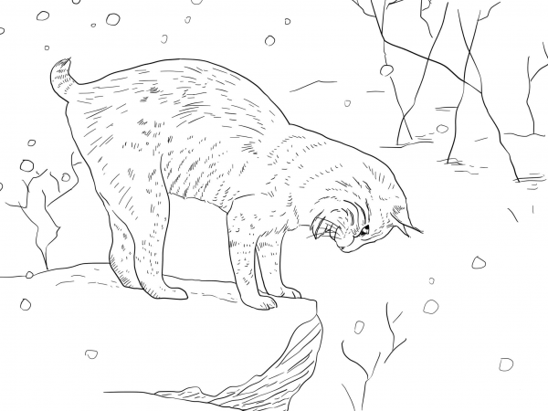 Bobcat Lynx Wildcat coloring page image