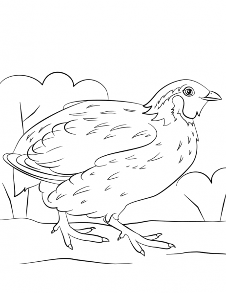 Bobwhite Quail coloring page image