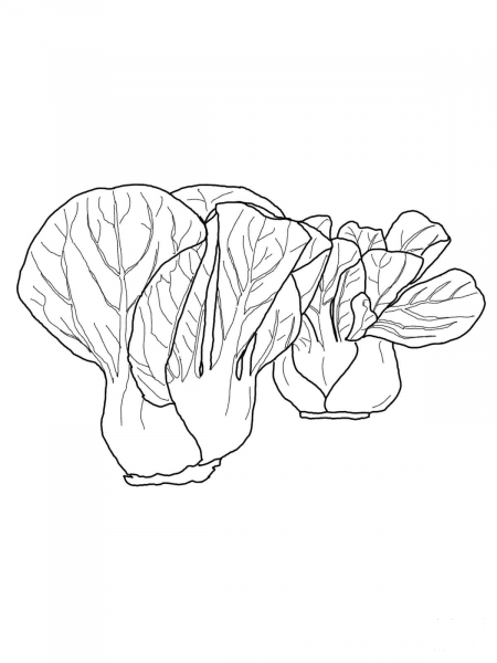 Bok Choy coloring page image