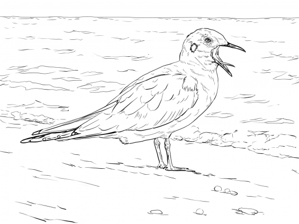 Bonaparte’s Gull coloring page image