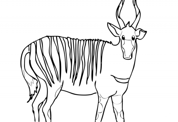 Bongo Antelope coloring page image