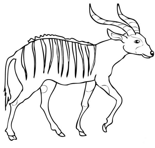 Bongo coloring page image