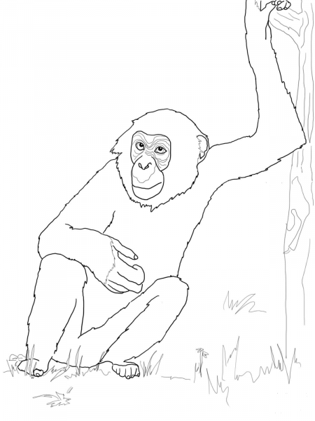 Bonobo Chimpanzee coloring page image