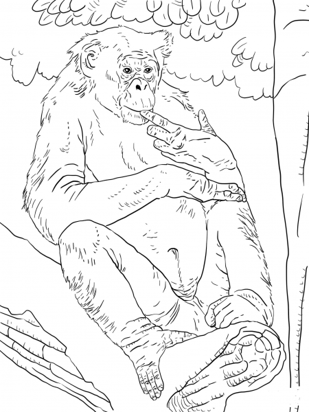 Bonobo coloring page image
