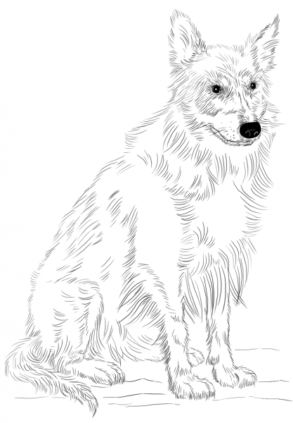Border Colie coloring page image