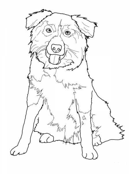 Border Collie coloring page image
