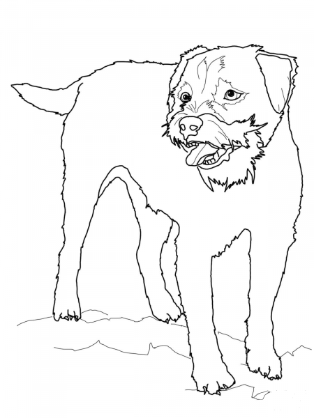 Border Terrier coloring page image