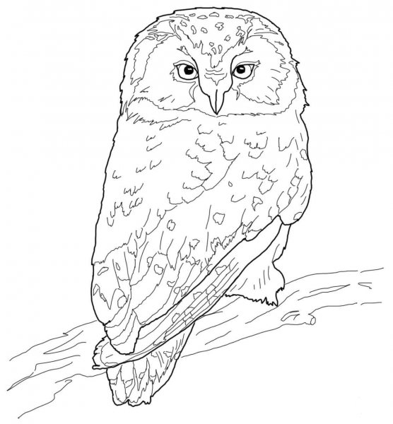 Boreal Owl coloring page image