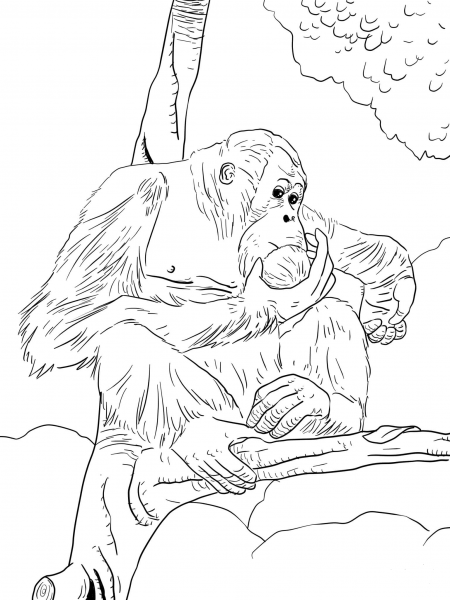 Bornean Orangutan coloring page image