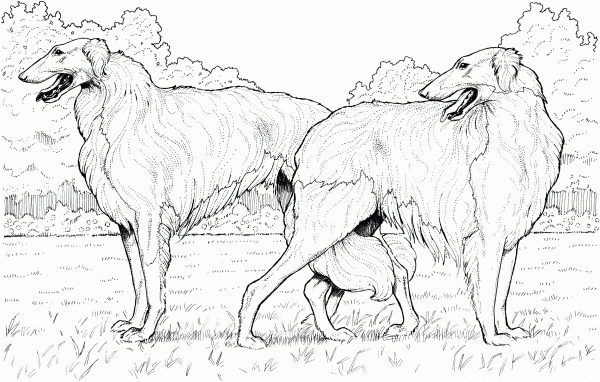 Borzoi Russian Wolfhound coloring page image