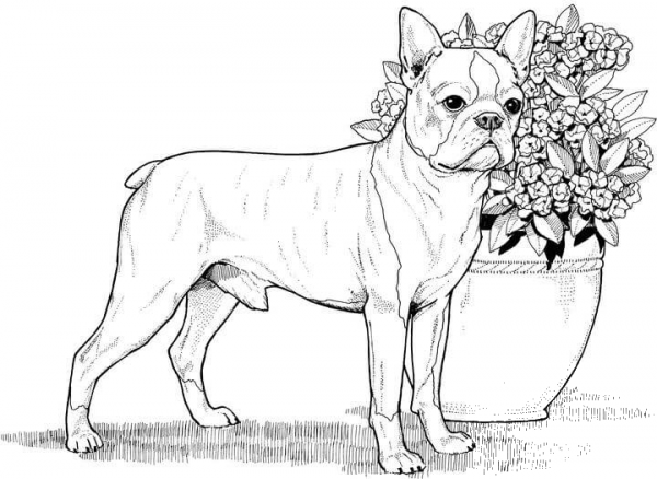 Boston Terrier  coloring page image