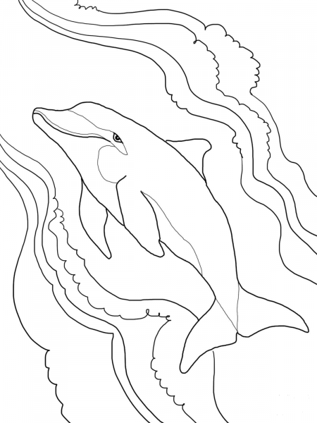 Bottlenose Dolphin coloring page image