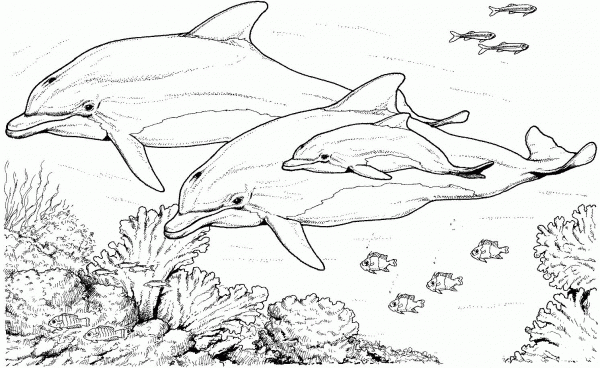Bottlenose dolphins coloring page image