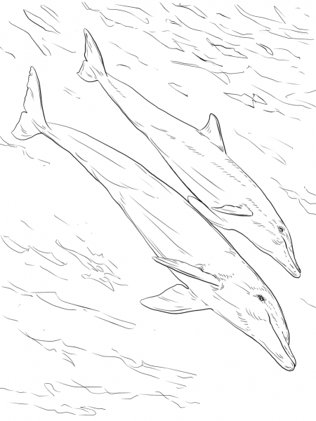 Bottlenose Dolphins Mother And Juvenile coloring page image