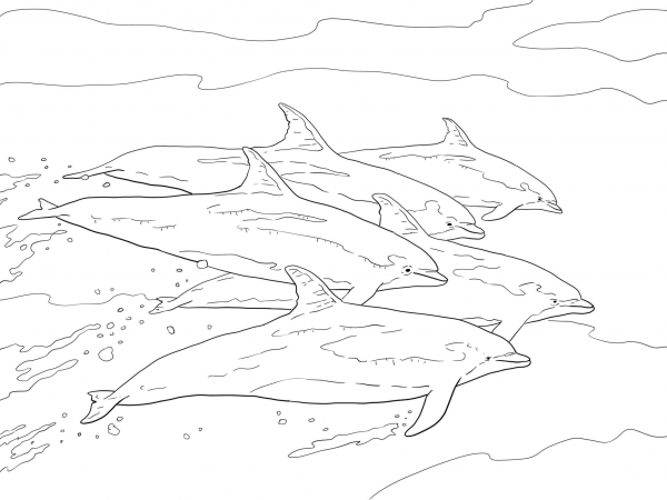 Bottlenose Dolphins School coloring page - ColouringPages