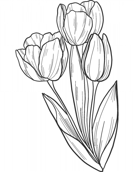 Bouquet of Tulips coloring page image