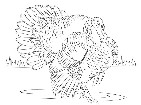 Bourbon Red Turkey Tom coloring page image