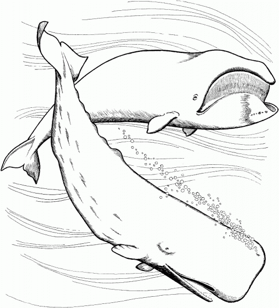 Bowhead and Sperm Whales coloring page image
