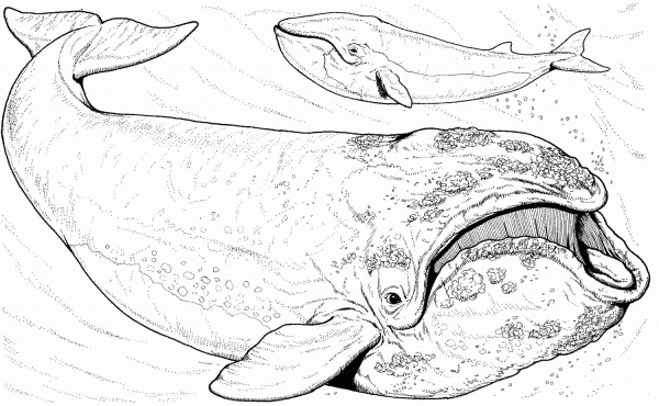 Bowhead Whale coloring page image