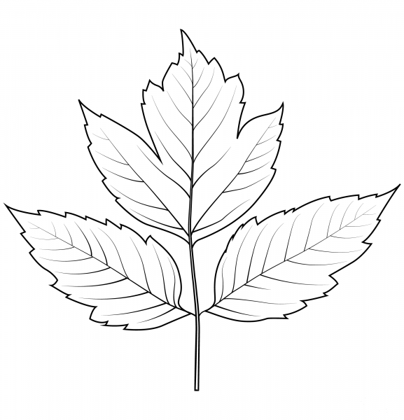 Box Elder Leaf coloring page image