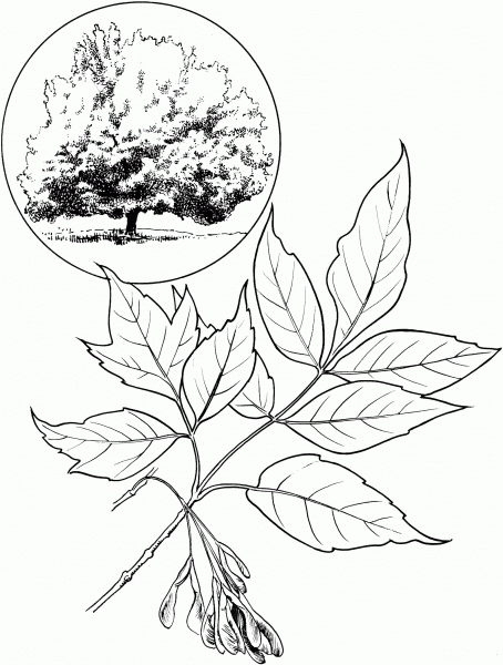 Box Elder or Boxelder Maple or Maple Ash coloring page image