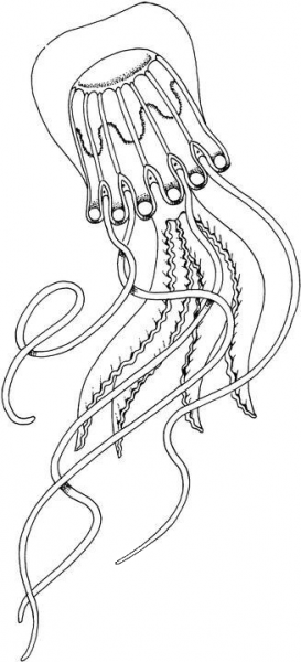 Box Jellyfish coloring page image